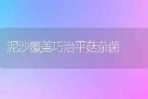 泥沙覆盖巧治平菇杂菌