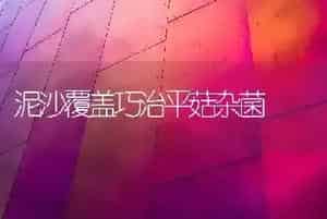 泥沙覆盖巧治平菇杂菌