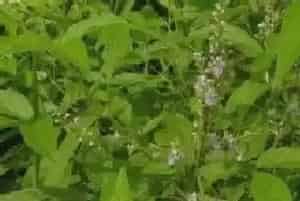 荆草是什么植物?