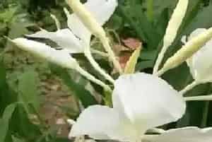 姜花的花语和寓意?