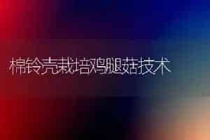 棉铃壳栽培鸡腿菇技术