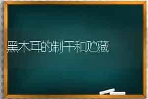 黑木耳的制干和贮藏