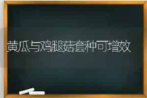 黄瓜与鸡腿菇套种可增效