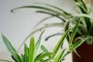 吊兰怎么换土,换土换盆时间和方法?