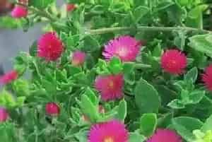 牡丹吊兰有毒吗,可以放在室内养吗?
