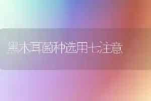 黑木耳菌种选用七注意