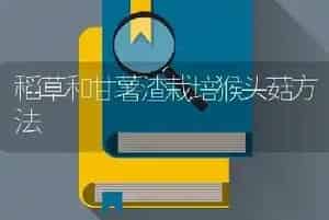 稻草和甘薯渣栽培猴头菇方法