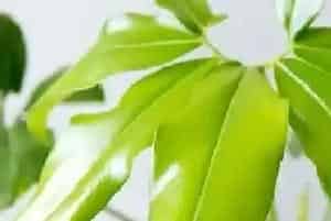 大叶伞的养殖方法和注意事项有哪些?