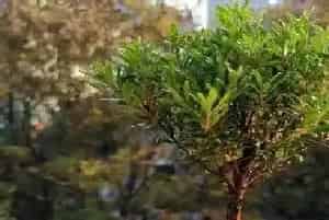 黄杨怎么养殖长得快?