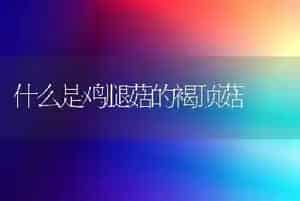什么是鸡腿菇的褐顶菇