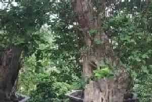 紫薇老桩养殖方法和养护事项?