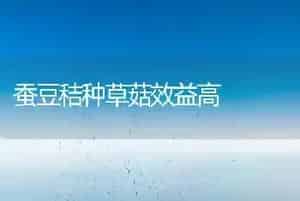 蚕豆秸种草菇效益高