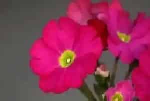 四季樱草是多年生吗?四季樱草植物学史