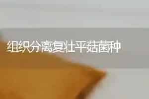 组织分离复壮平菇菌种