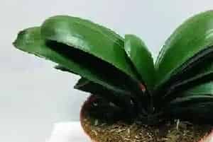 君子兰喜水吗,是喜水还是怕水植物?
