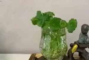 可乐可以浇铜钱草吗?