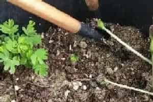 西瓜籽怎么发芽快?