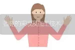 香菇的采收及加工技术