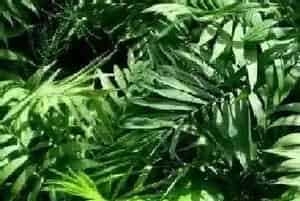 袖珍叶的养殖方法和注意事项有哪些?