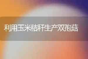 利用玉米秸秆生产双孢菇