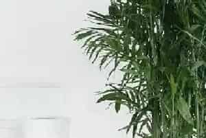 夏威夷椰子冬天怎么浇水,冬季浇水方法?