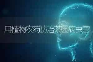 用植物农药防治茶园病虫害