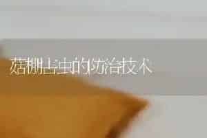 菇棚害虫的防治技术