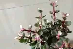 雅乐之舞怎么养才开花?