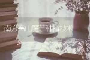 南方高山魔芋种植技术