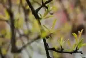 石榴树什么时候发芽长叶?