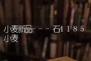 小麦新品---石4185小麦