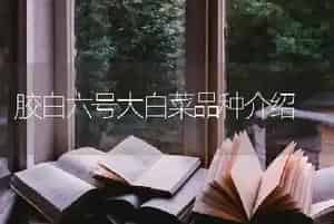 胶白六号大白菜品种介绍