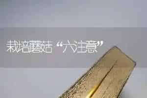 栽培蘑菇“六注意”