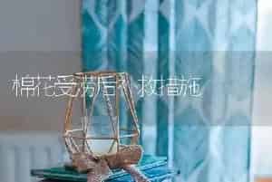 棉花受涝后补救措施