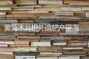 黄背木耳根外追肥产量高