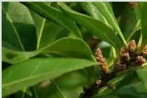 杨梅只开花不结果怎么办有病吗