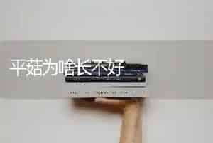 平菇为啥长不好
