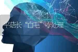 平菇长“白毛”咋处理