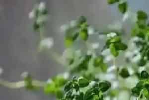 百里香怎么养殖方法?