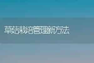 草菇栽培管理新方法