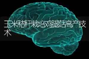 玉米秸秆栽培鸡腿菇高产技术