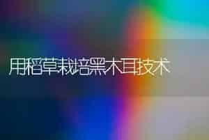 用稻草栽培黑木耳技术