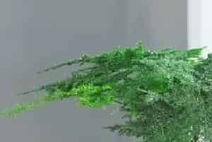 云竹什么时间浇水好,浇什么水才好?