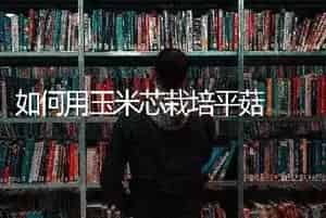 如何用玉米芯栽培平菇