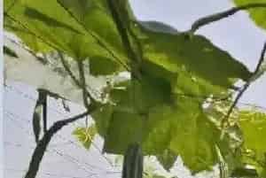 丝瓜可以水培吗,水培养殖方法和注意事项?