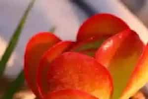 唐印换盆后多久浇水一次?