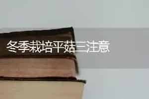 冬季栽培平菇三注意