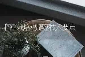稻草栽培鸡腿菇技术要点