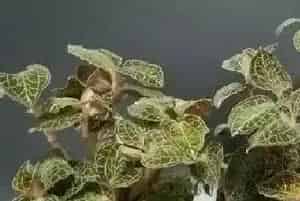 金线莲哪里产的最好?