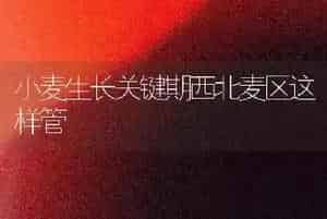 小麦生长关键期西北麦区这样管